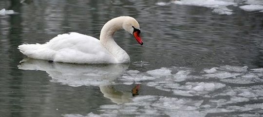A swan swims on the frozen Ada Ciganlija Lake in Belgrade on February 5, 2012. In Serbia, almost 70,000 people are still cut off from their villages and 32 municipalities have declared state of emergency, mostly in the south and southwest of the country. So far, nine people have died of cold in the country. AFP PHOTO / ANDREJ ISAKOVIC (Photo credit should read ANDREJ ISAKOVIC/AFP/Getty Images)