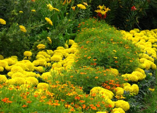 Tagetes_in_flowerbed_border_01