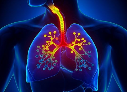 lungs